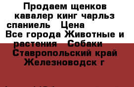 Продаем щенков кавалер кинг чарльз спаниель › Цена ­ 60 000 - Все города Животные и растения » Собаки   . Ставропольский край,Железноводск г.